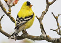 Carduelis tristis